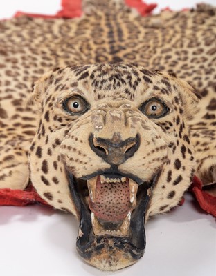 Lot 180 - Taxidermy: Indian Leopard Skin Rug (Panthera...