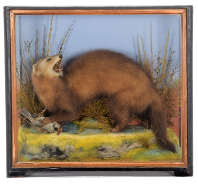 Lot 270 - Taxidermy: European Polecat (Mustela putorius),...