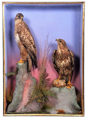 Lot 269 - Taxidermy: A Late Victorian Large Cased Pair...