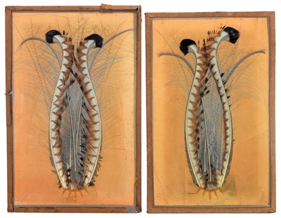 Lot 212 - Natural History: Two Pairs of Framed Superb...