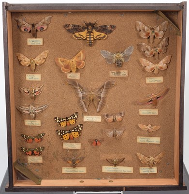 Lot 310 - Entomology: A Collection of World & European...
