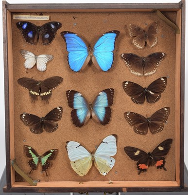 Lot 310 - Entomology: A Collection of World & European...