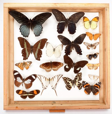 Lot 318 - Entomology: A Collection of World Butterflies,...