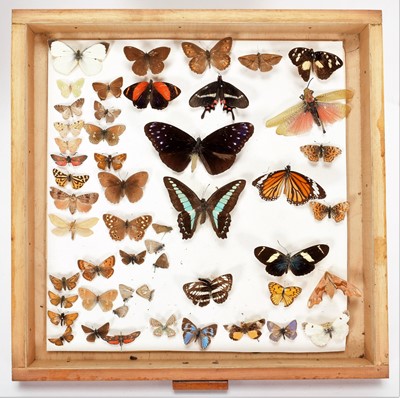 Lot 318 - Entomology: A Collection of World Butterflies,...