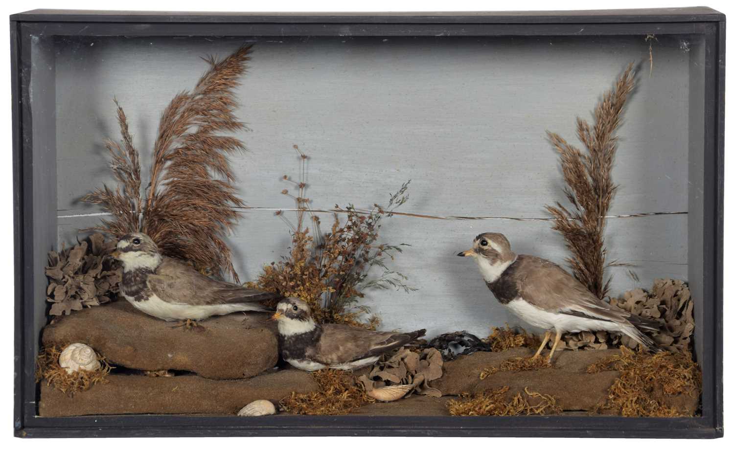 Lot 73 - Taxidermy: A Cased Diorama of Ring Necked...