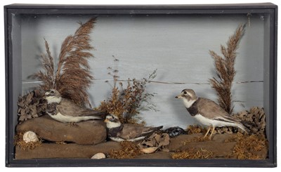 Lot 73 - Taxidermy: A Cased Diorama of Ring Necked...