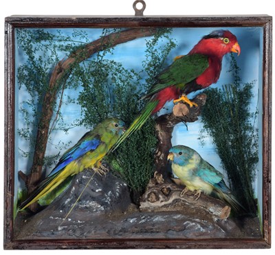 Lot 273 - Taxidermy: A Cased Black-Capped Lory and...