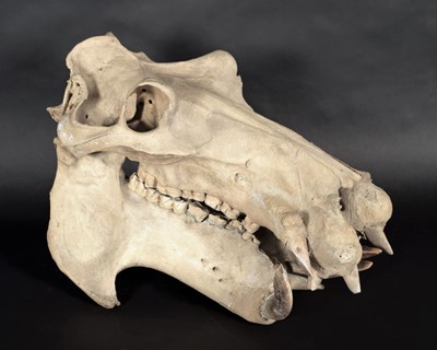 Lot 206 - Skulls/Tusks: Common Hippopotamus Skull...