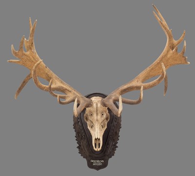 Lot 283 - Antlers/Horns: A Large Set of Red Deer Antlers...