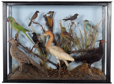 Lot 274 - Taxidermy: A Large Cased Diorama of Birds...