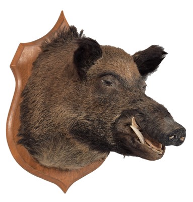 Lot 282 - Taxidermy: A French Wild Boar (Sus Scrofa)...