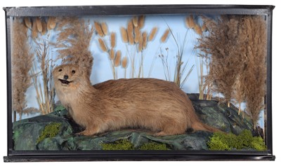 Lot 343 - Taxidermy: A Cased European Otter (Lutra...