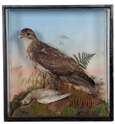 Lot 335 - Taxidermy: A Cased European Buzzard (Buteo...