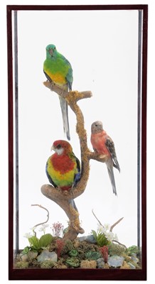 Lot 190 - Taxidermy: A Table Cased Eastern Rosella...