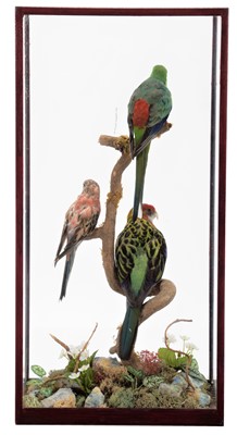 Lot 190 - Taxidermy: A Table Cased Eastern Rosella...