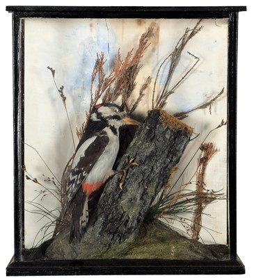 Lot 348 - Taxidermy: Great Spotted Woodpecker...