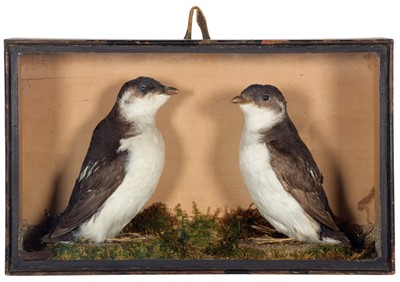 Lot 191 - Taxidermy: A Late Victorian Cased Pair of...