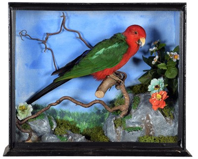 Lot 323 - Taxidermy: A Cased Australian King Parrot...