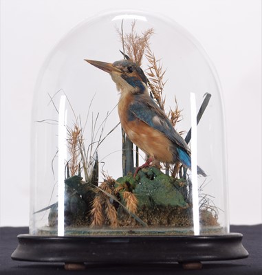 Lot 192 - Taxidermy: European Kingfisher (Alcedo athis),...