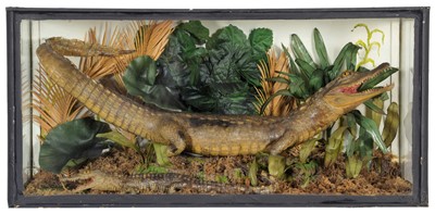 Lot 349 - Taxidermy: A Cased Pair of American Alligators...