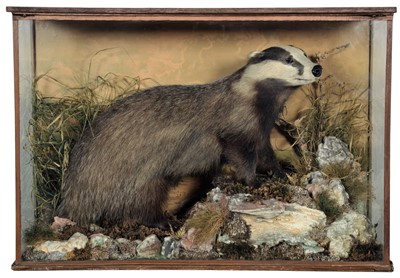 Lot 326 - Taxidermy: A Cased European Badger (Meles...