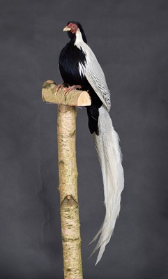 Lot 277 - Taxidermy: A Silver Pheasant (Lophura...