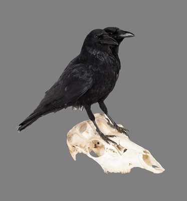 Lot 194 - Taxidermy: A Two Headed Crow on Skull (Corvus...