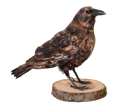 Lot 196 - Taxidermy: A European Crow (Corvus corax),...