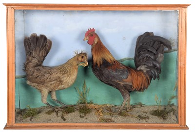 Lot 352 - Taxidermy: A Cased Pair of Bantam Chickens...