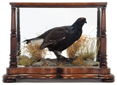 Lot 327 - Taxidermy: A Cased Black Grouse (Lyrurus...