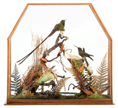 Lot 259 - Taxidermy: A Late Victorian Cased Black-Tailed...