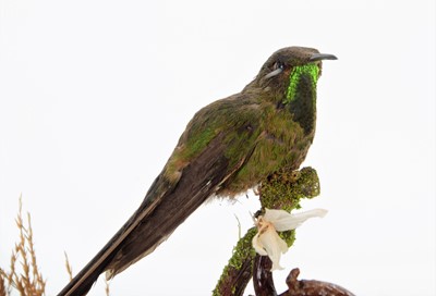 Lot 197 - Taxidermy: A Late Victorian Cased Black-Tailed...