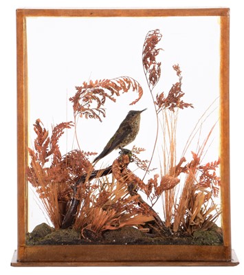 Lot 198 - Taxidermy: A Late Victorian Cased Speckled...