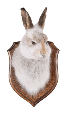 Lot 200 - Taxidermy: Scottish Mountain Hare (Lepus...