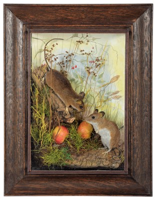 Lot 279 - Taxidermy: A Wall Cased Pair of Wood Mice,...