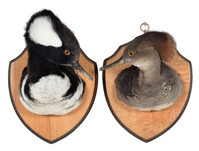 Lot 281 - Taxidermy: A Pair of Hooded Meganser Neck...