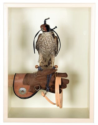 Lot 202 - Taxidermy: A Cased European Sparrowhawk...
