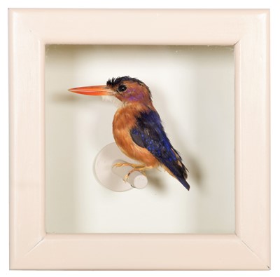 Lot 204 - Taxidermy: A Cased African Pygmy Kingfisher...