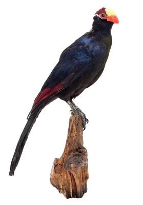 Lot 203 - Taxidermy: A Violet Turaco (Tauraco violaceus),...