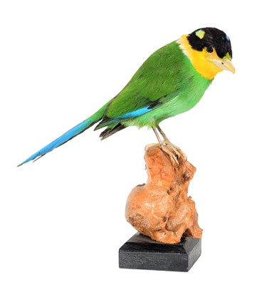 Lot 207 - Taxidermy: A long-tailed Broadbill (Psarisomus...