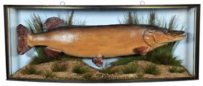 Lot 229 - Taxidermy: A Cased Very Large Northern Pike...