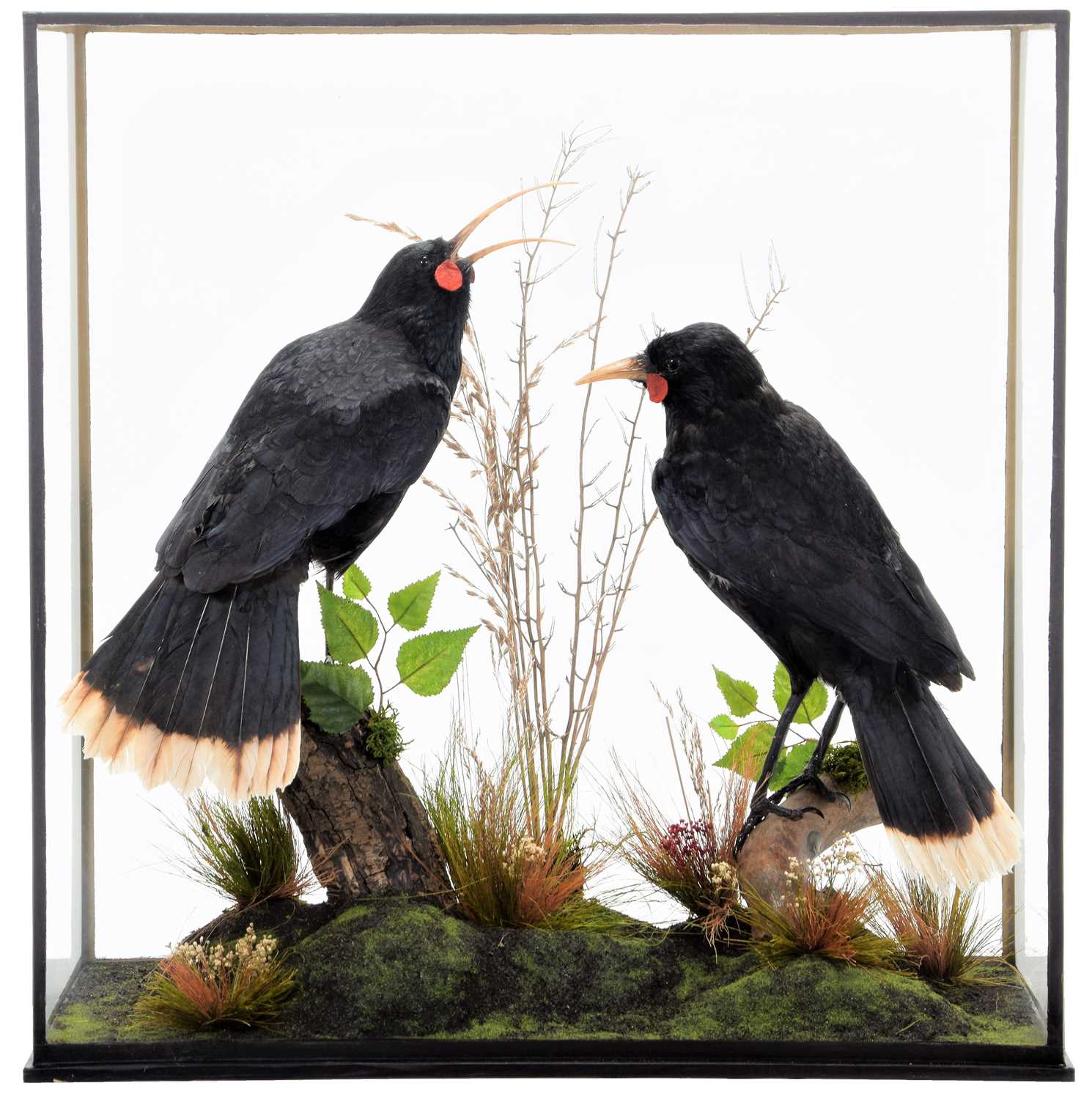 Lot 208 - Taxidermy: A Cased Reproduction Pair of...