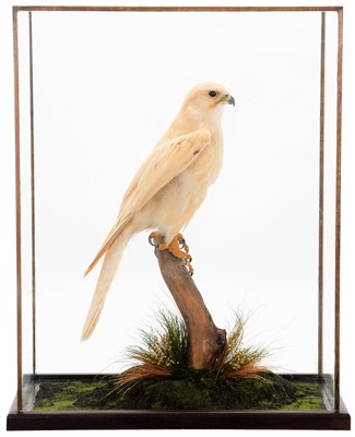 Lot 285 - Taxidermy: A Cased Leucistic Gyr Saker Falcon...