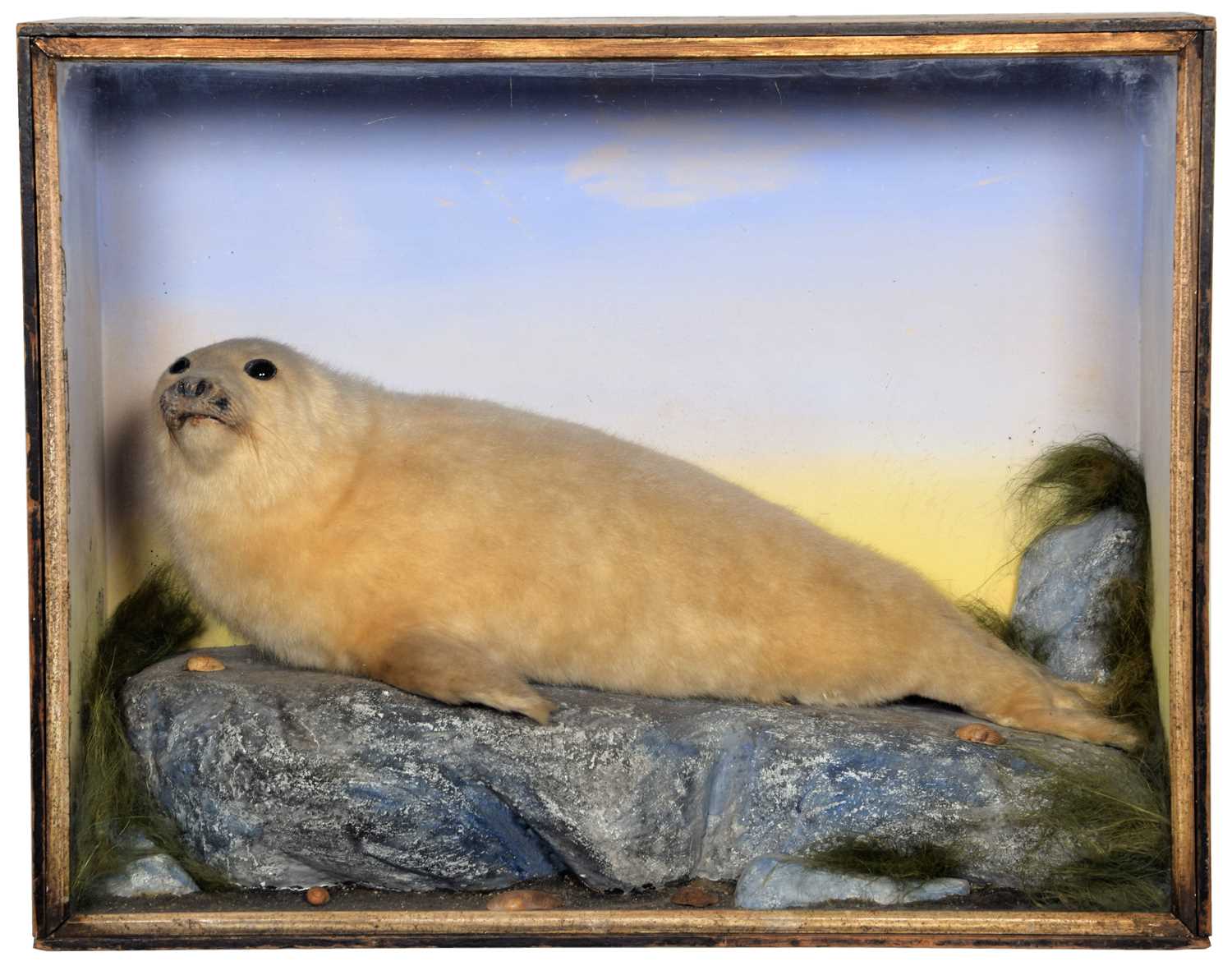 Lot 353 - Taxidermy: A Cased Northern Fur Seal Pup...
