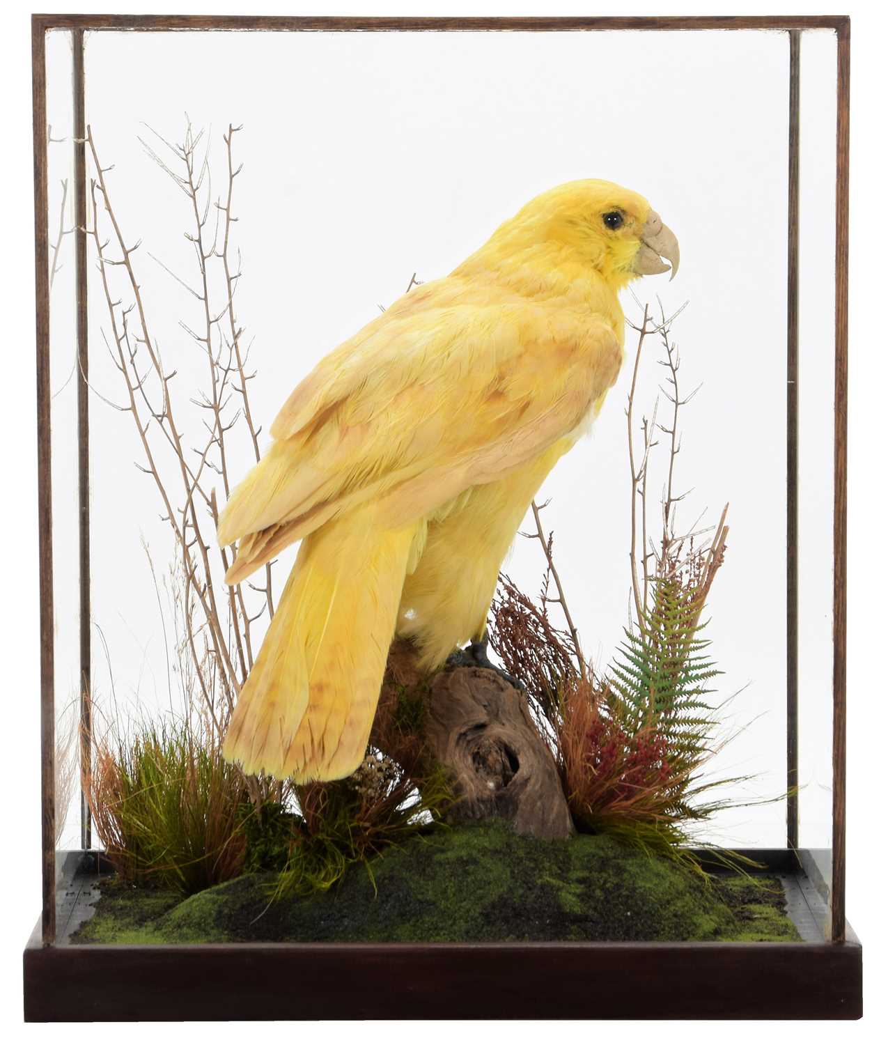 Lot 328 - Taxidermy: A Cased Reproduction Yellow Kākāpō...