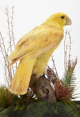 Lot 328 - Taxidermy: A Cased Reproduction Yellow Kākāpō...