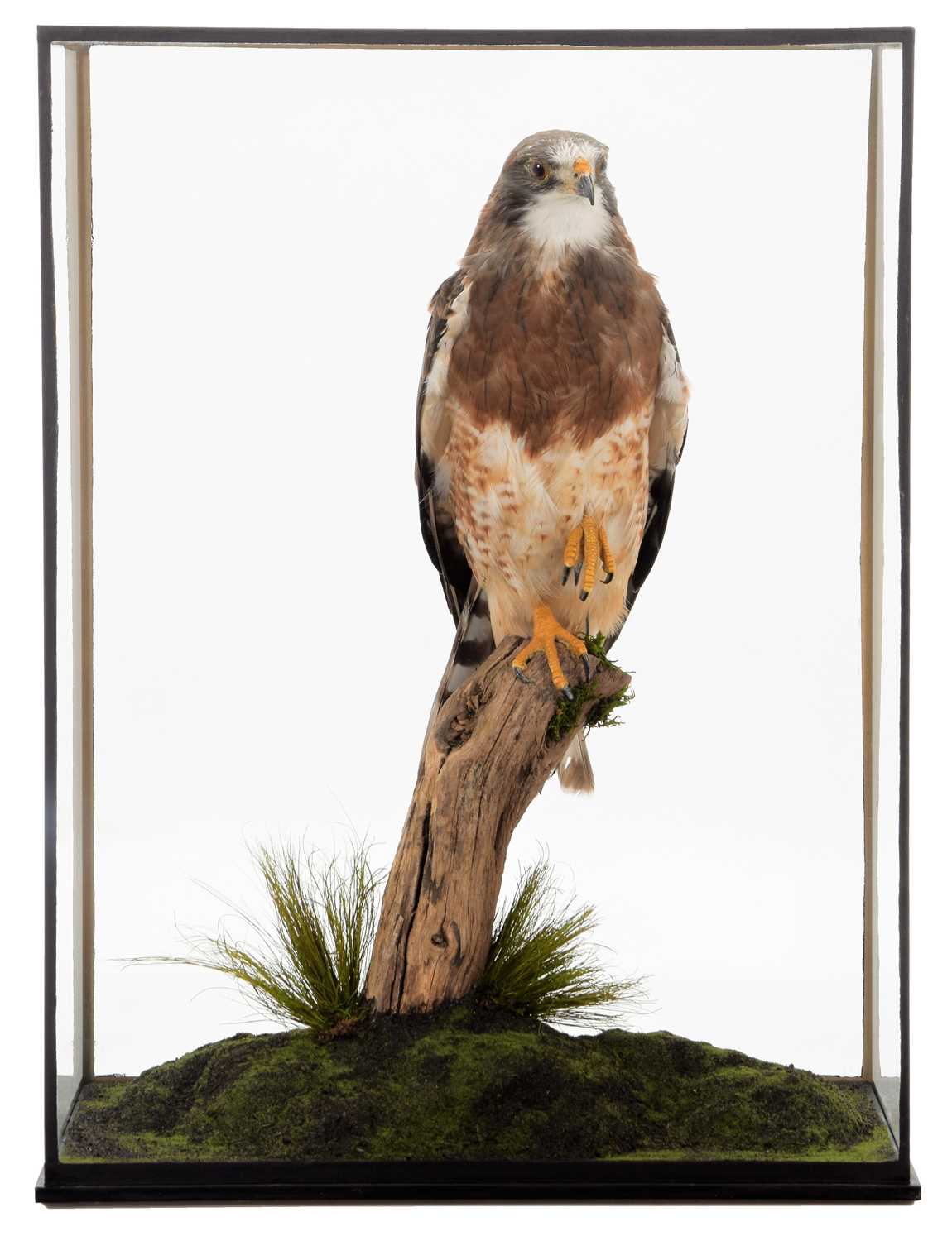 Lot 286 Taxidermy A Cased Swainson's Hawk (Buteo