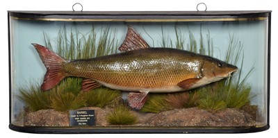 Lot 230 - Taxidermy: A Cased Common Barbel (Barbus...