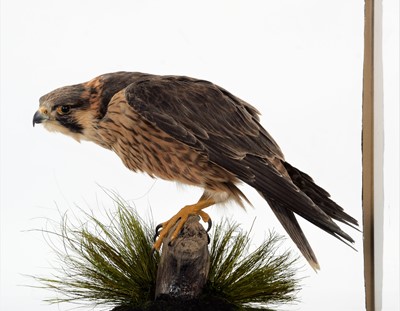 Lot 354 - Taxidermy: A Cased Barbary Falcon (Falco...