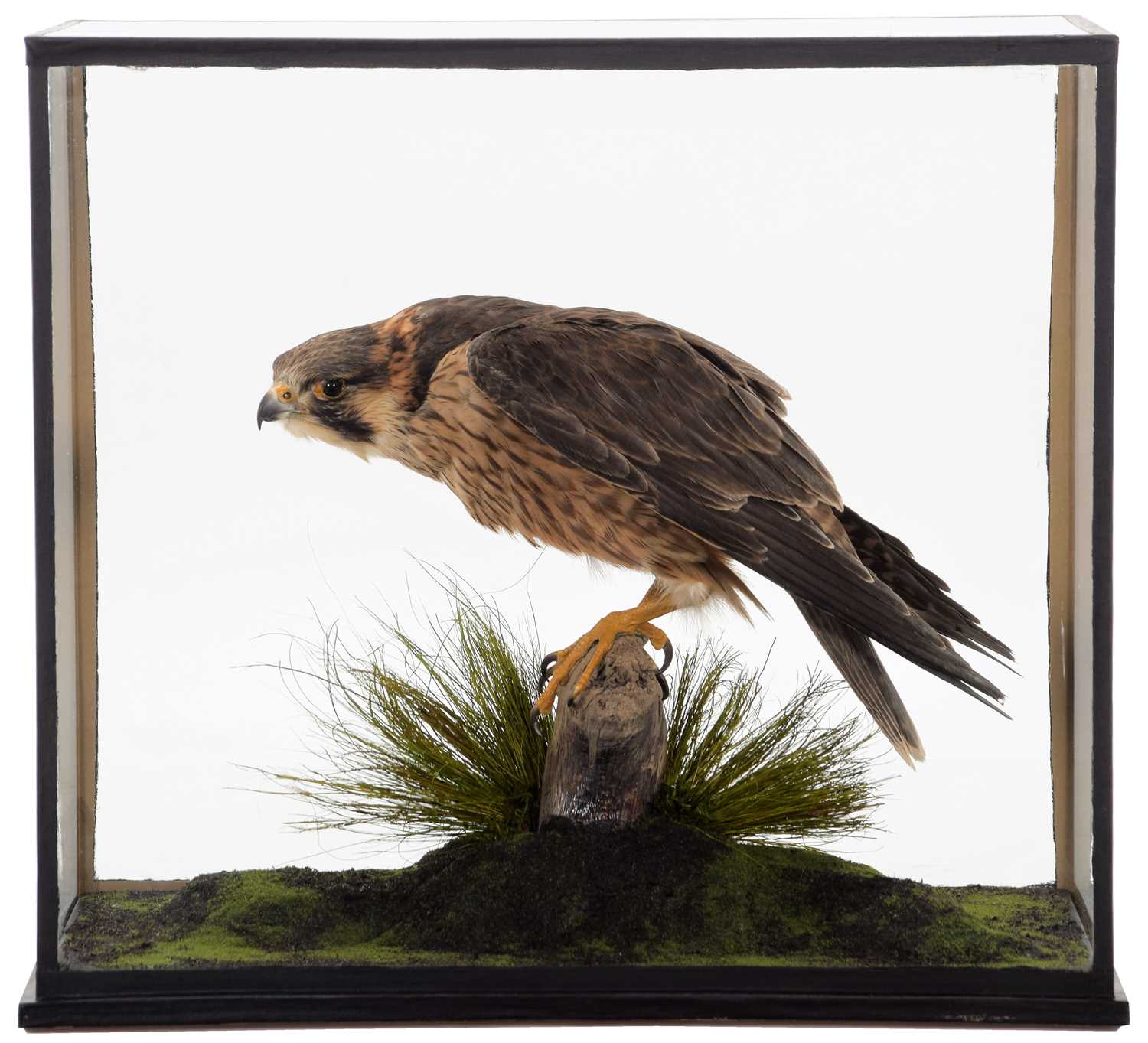 Lot 354 - Taxidermy: A Cased Barbary Falcon (Falco...